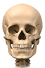 頭蓋骨イラスト│アクシスメソッドAxismethod